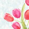 PAINTED TULIPS